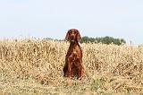 SETTER IRLANDAIS 025